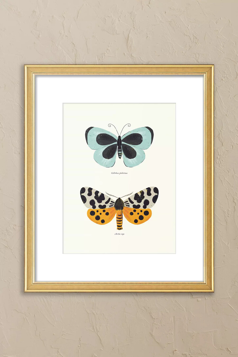 schmetterlingsarten von sabina radeva gerahmtes wandbild