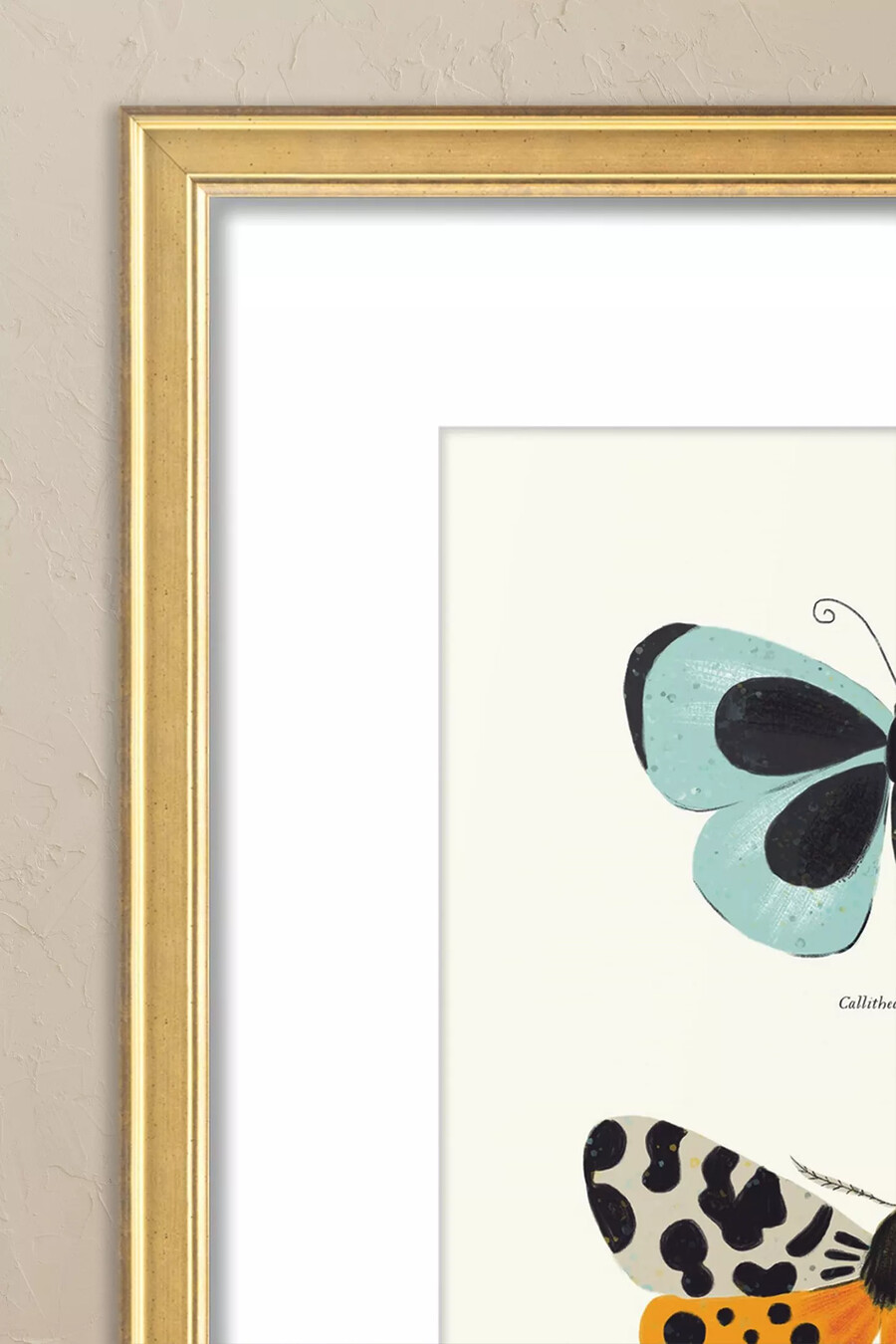 schmetterlingsarten von sabina radeva gerahmtes wandbild