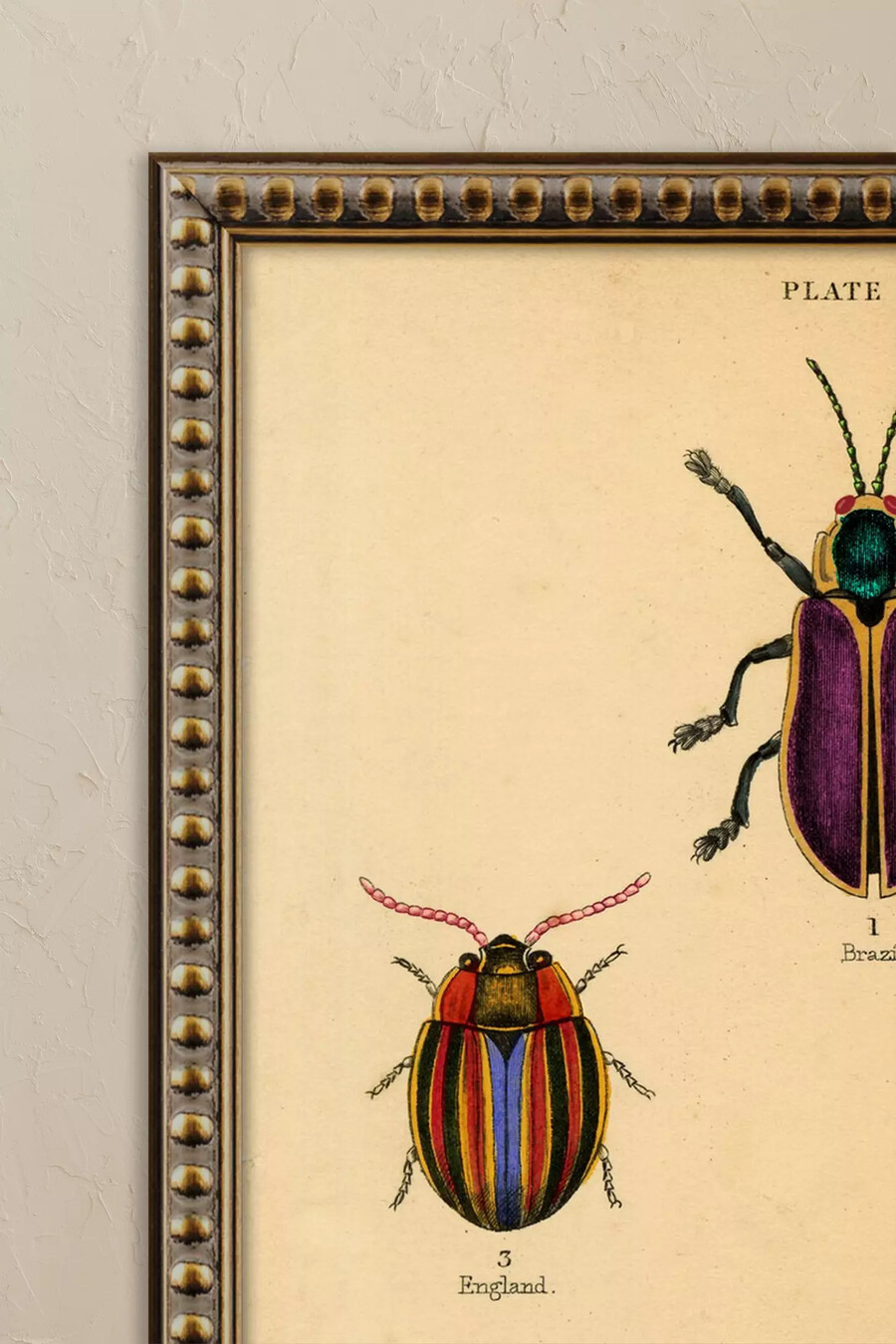 käfer von wyatt landesmann gerahmtes wandbild